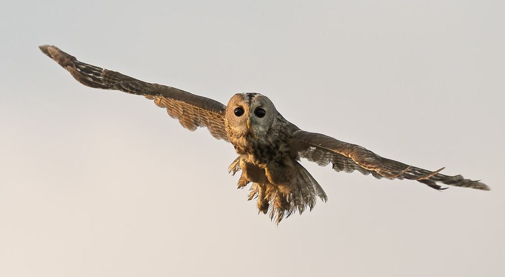 tawny owl