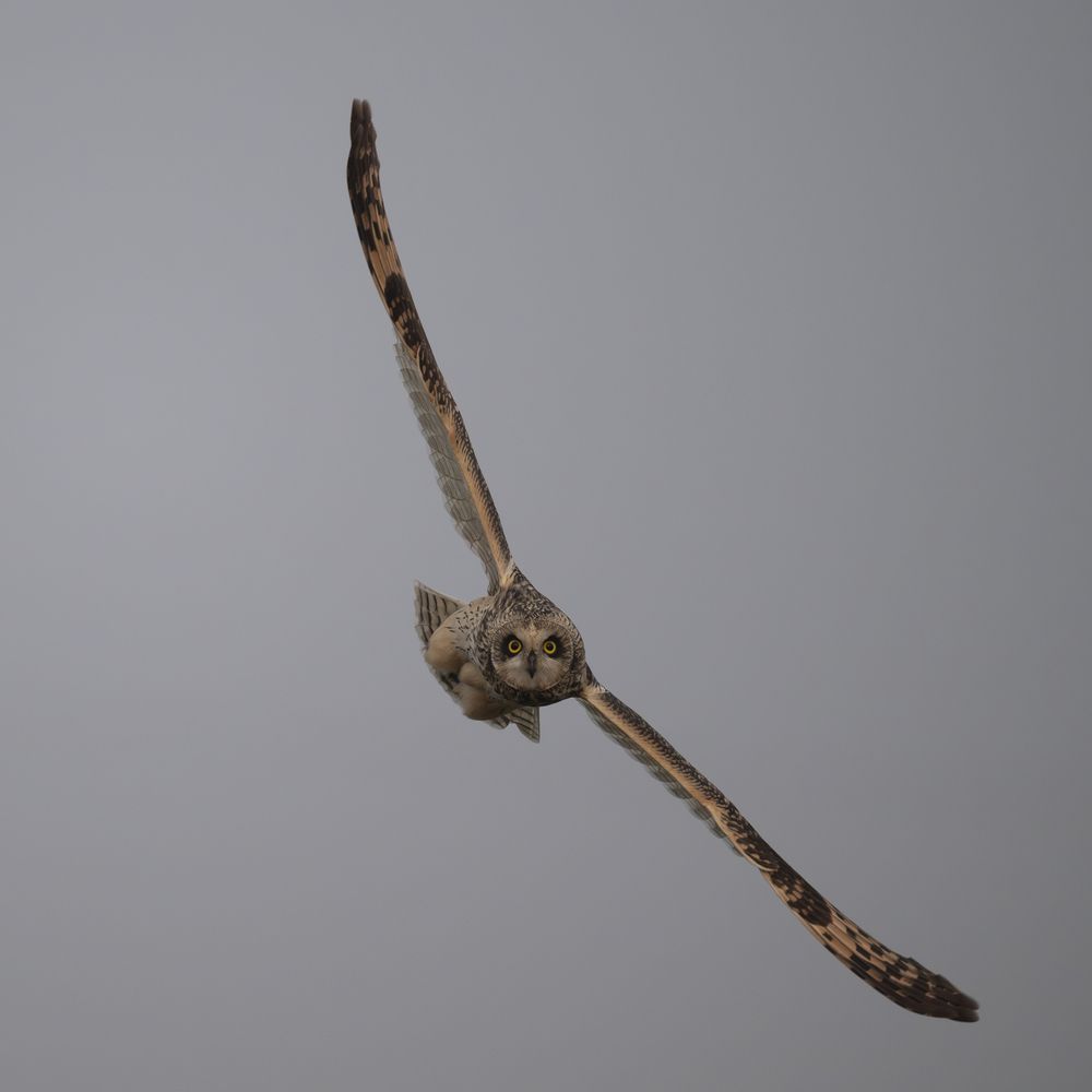 short-eared owl