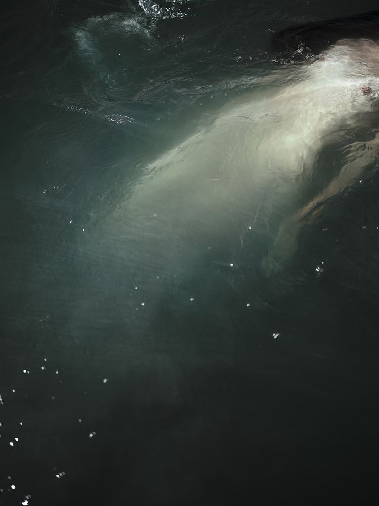 Photograph by Алексей Лукавский