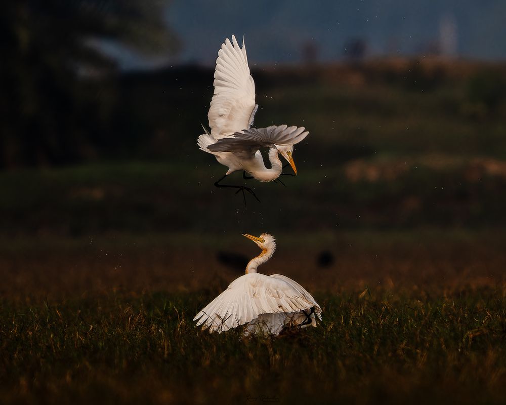 Aerial Combat