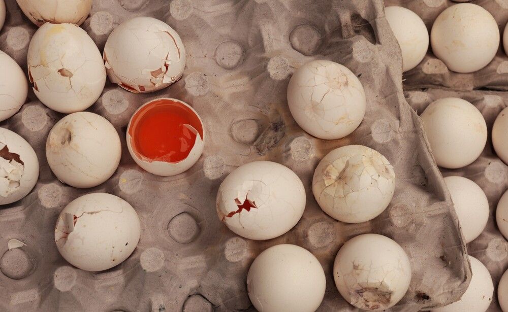 Photograph by G GOVIL