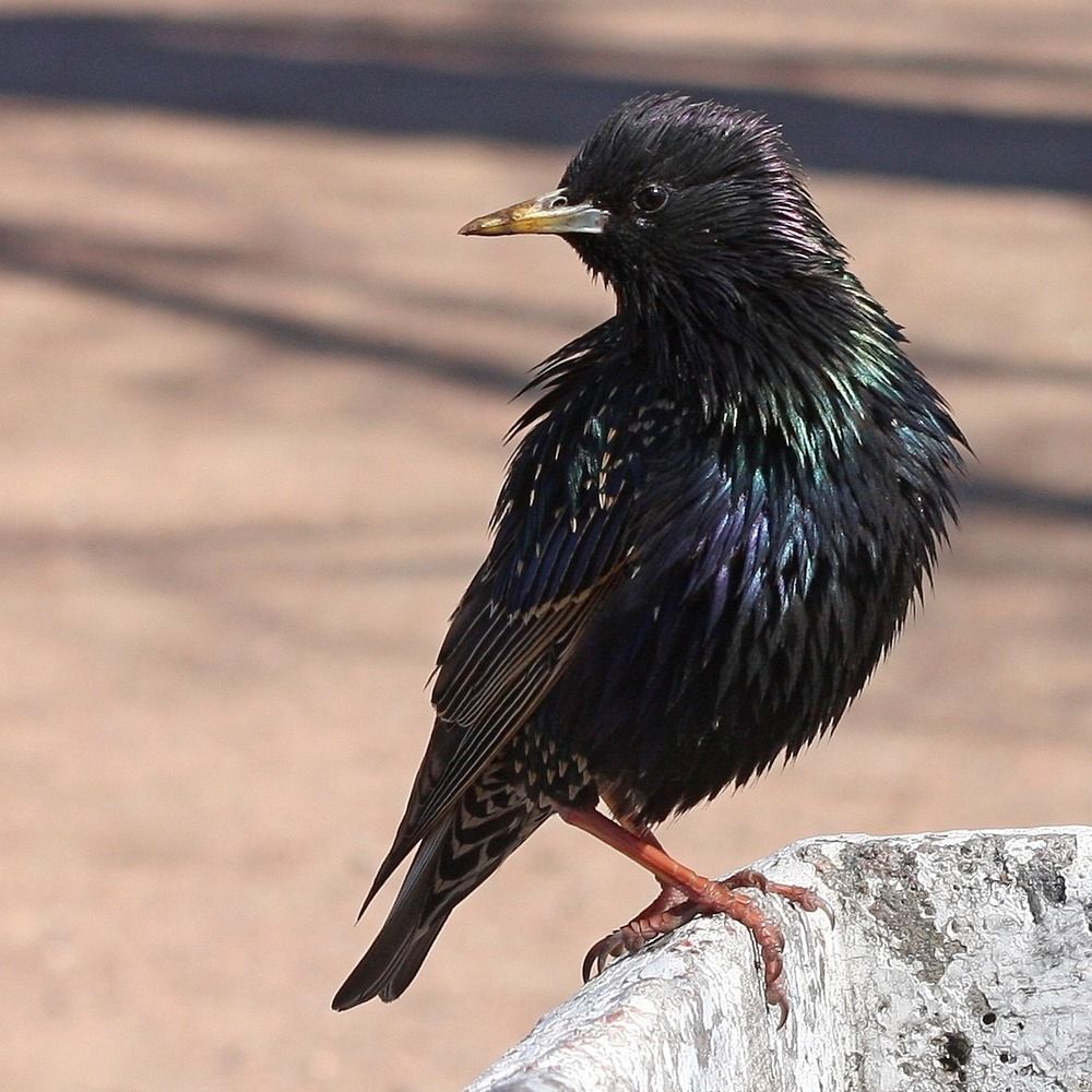 Фотография автора Галина Швыркова