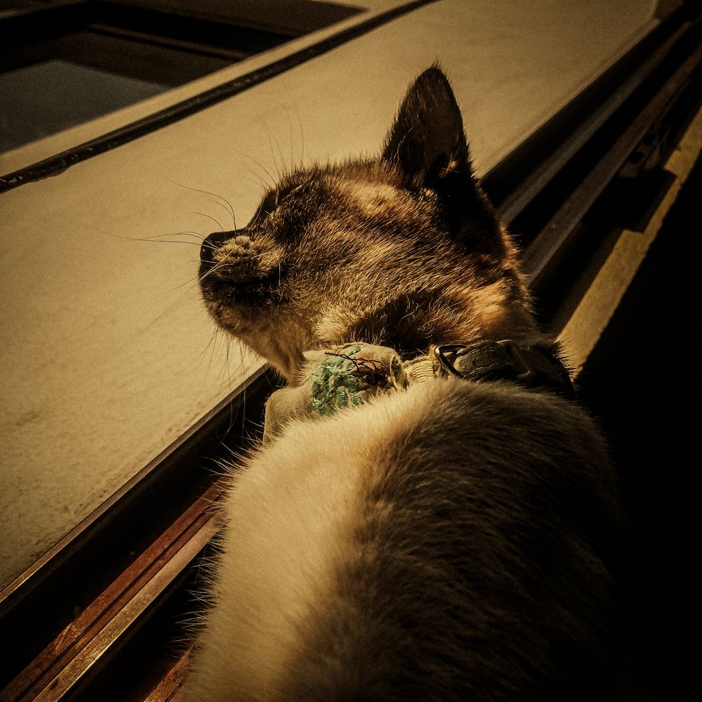 Photo #12924729