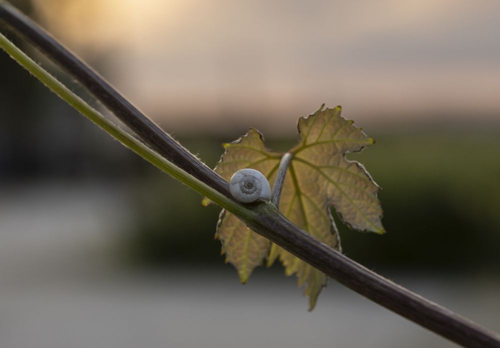 Photograph by Roman Veprentsev