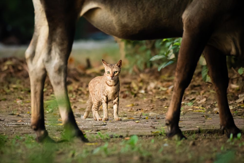 Photograph by Abhishek Pradhan