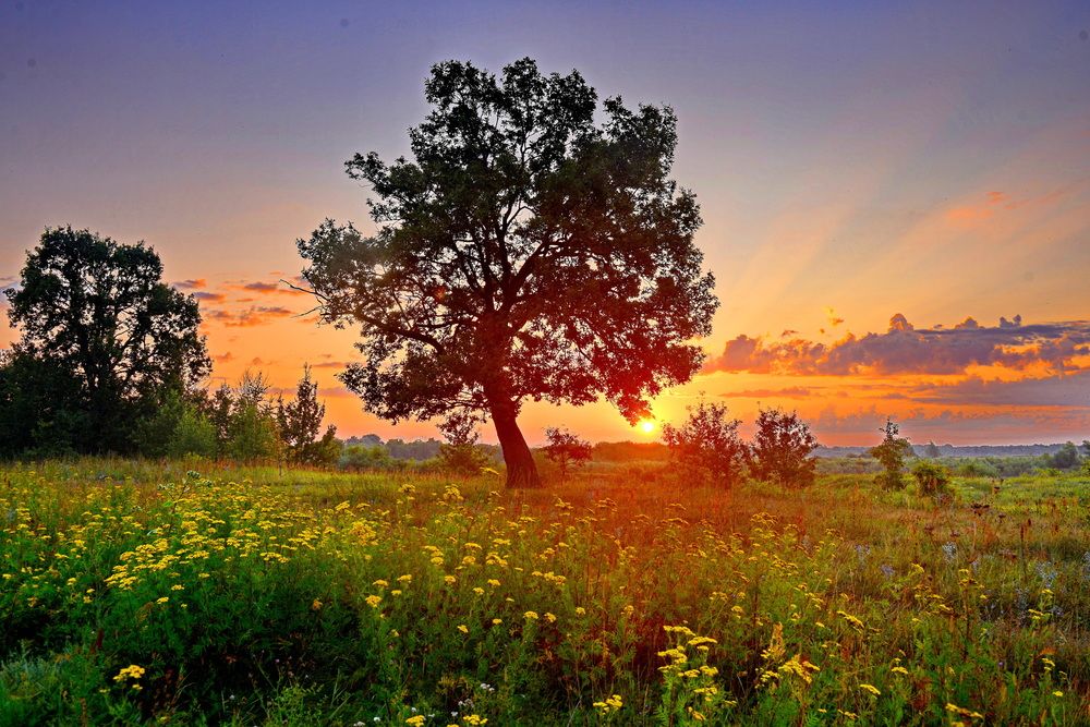 Летний рассвет на Оке