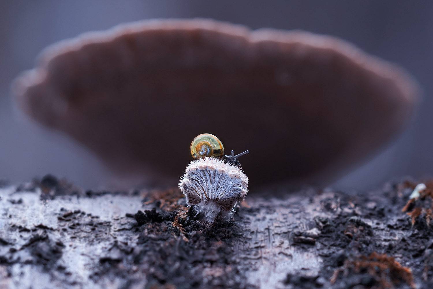 Фотография #12925139