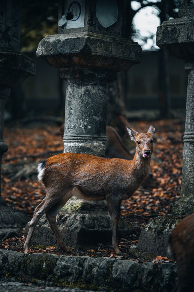 Cute deer.