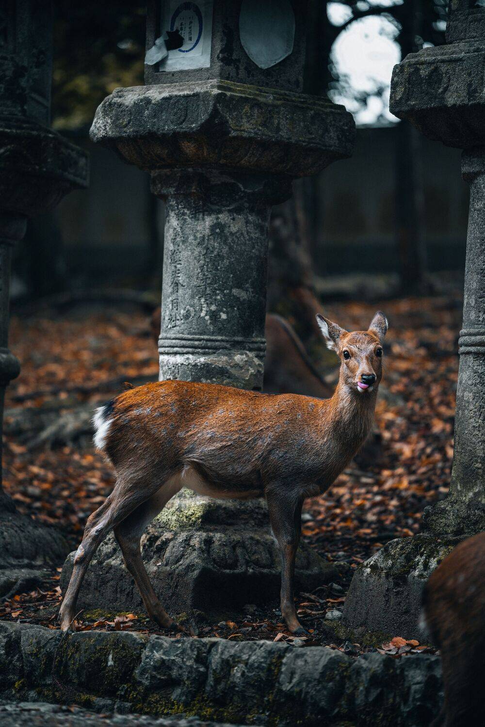 Cute deer.
