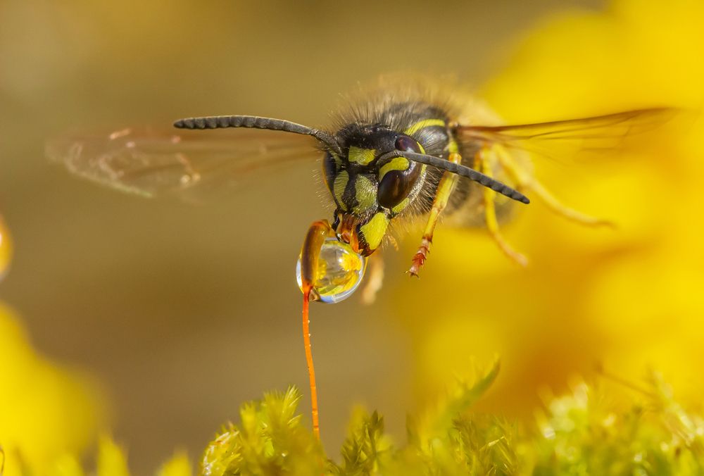The wasp drinks a drop on the fly