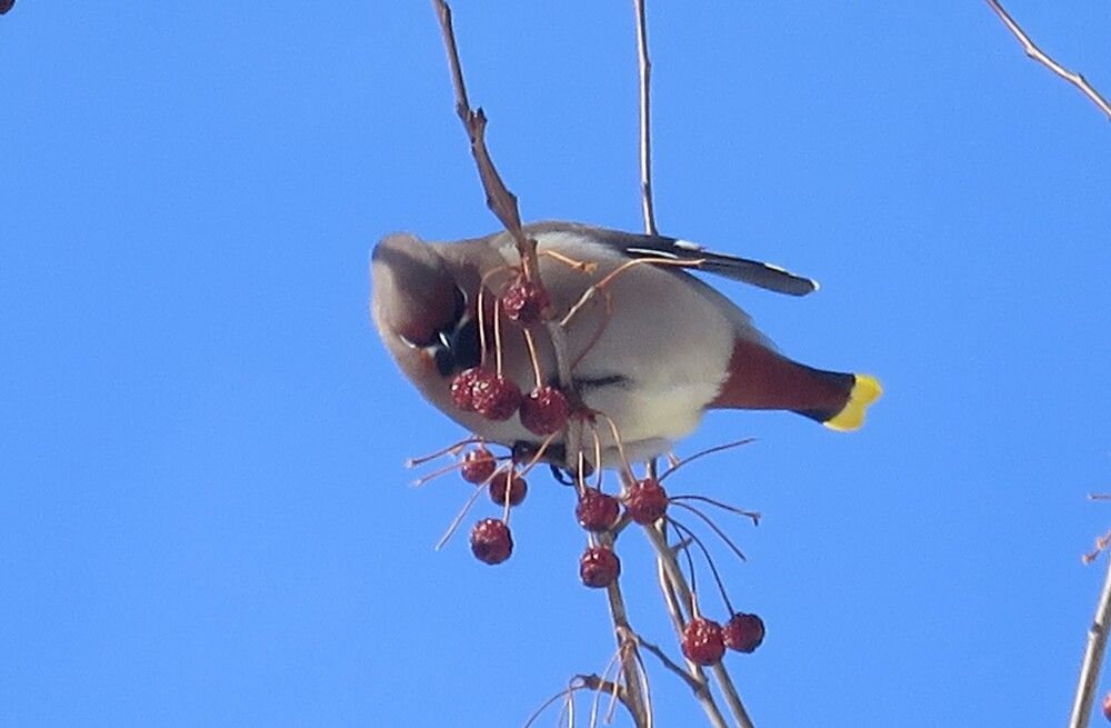 Свиристелка