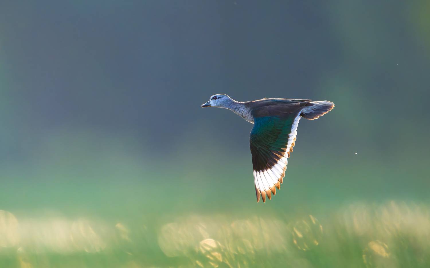 Cotton Pygmy-goose glides in the soft glow of sunset
