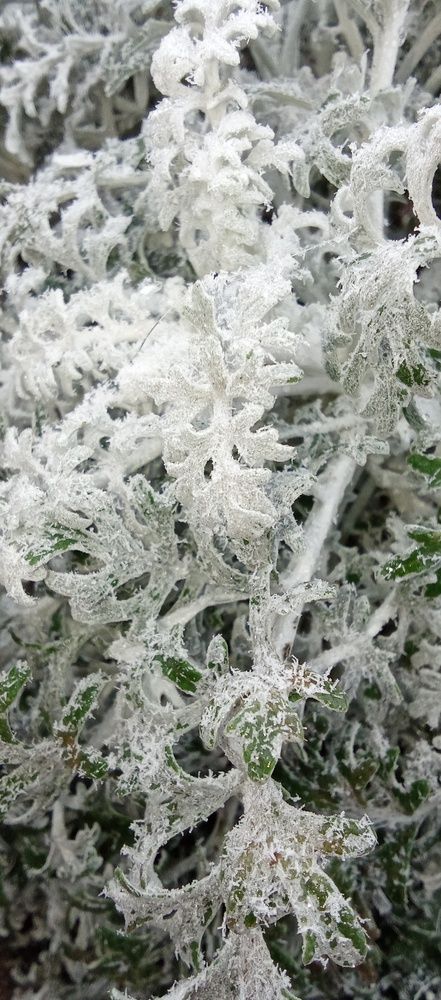 Зимняя красота?