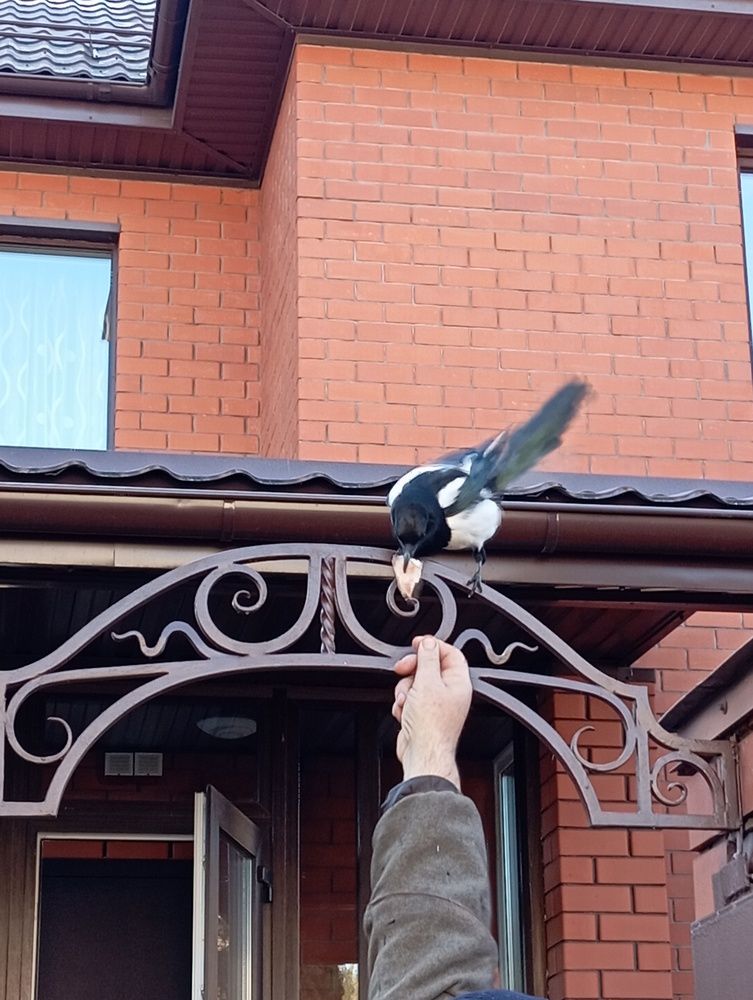 Photograph by Елена Коробченко