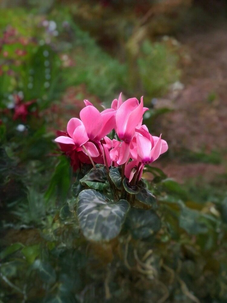 Cyclamen
