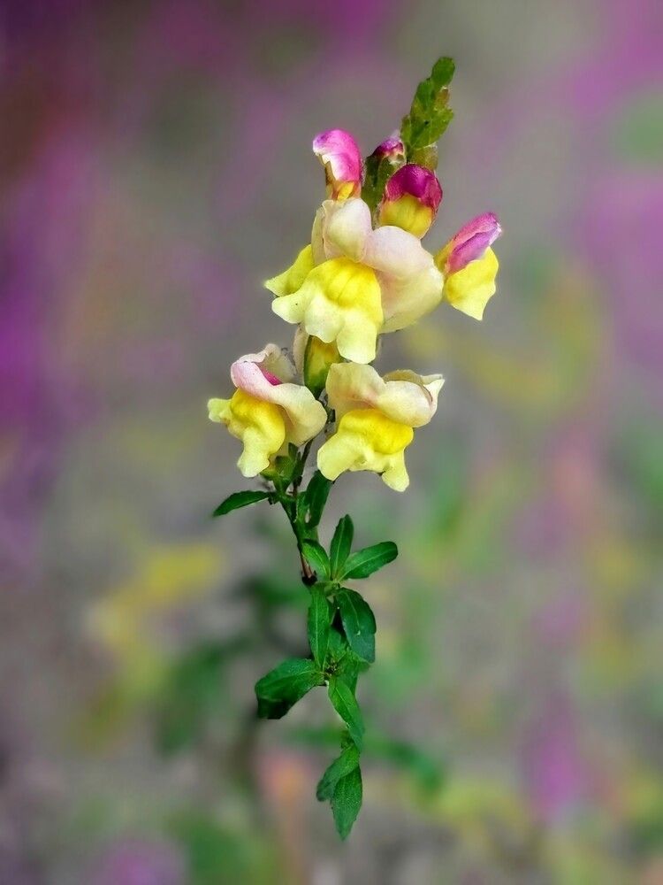 Photograph by Anila Ismailaj