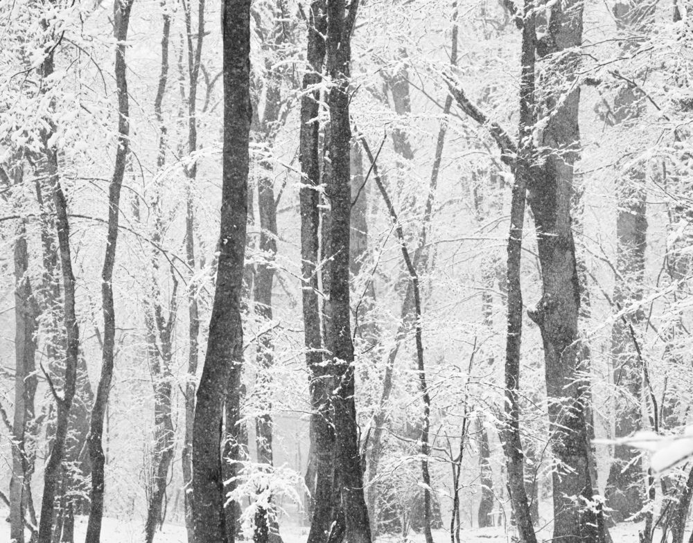 Photograph by Aftab60