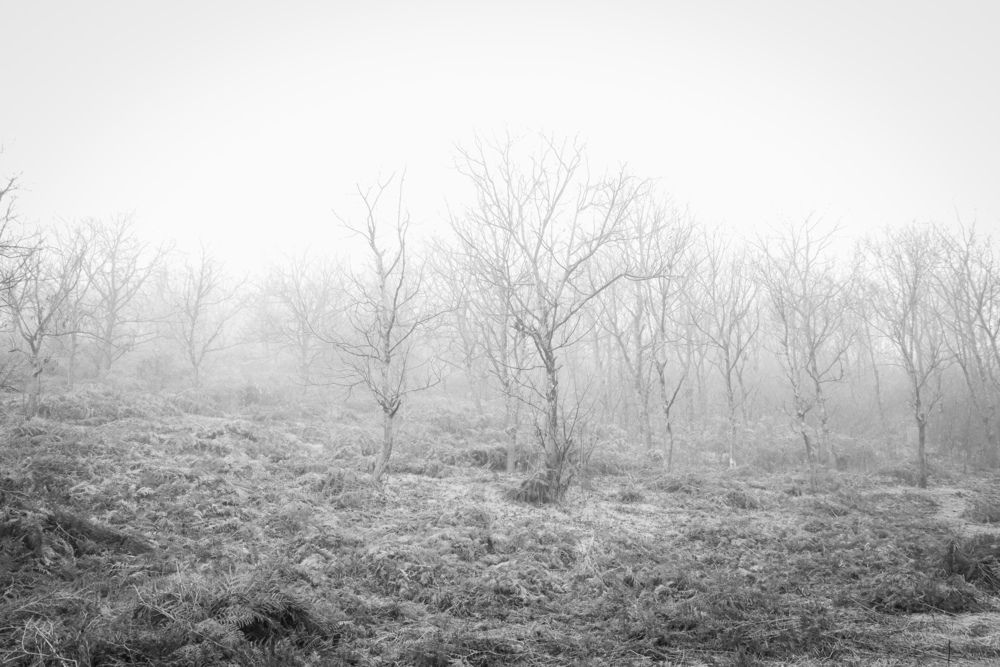 Photograph by Aftab60