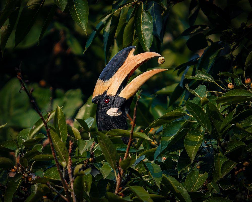 The beak and the berry