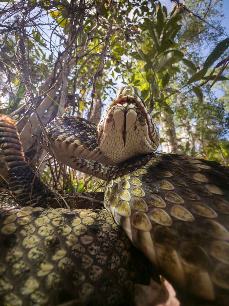 Tower of Scales