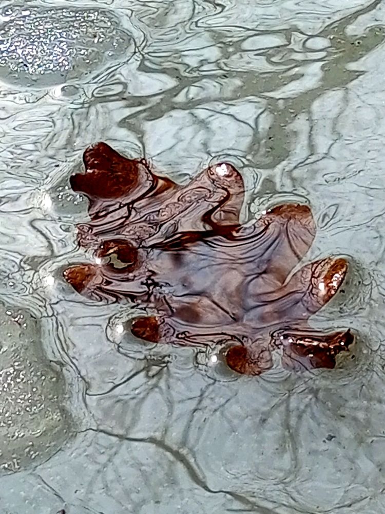 Плавающий лист