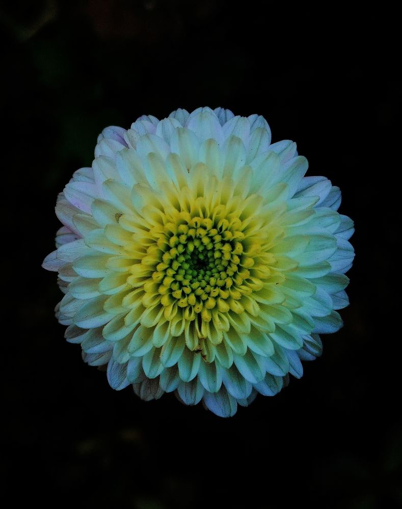 White chrysanthemum flower with a yellow centre