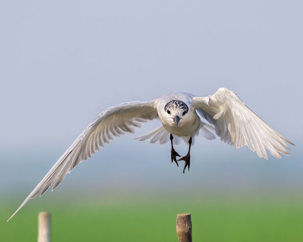 Low Flyby