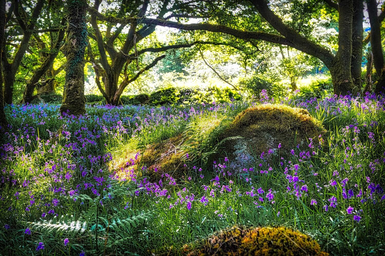 Bluebells in May