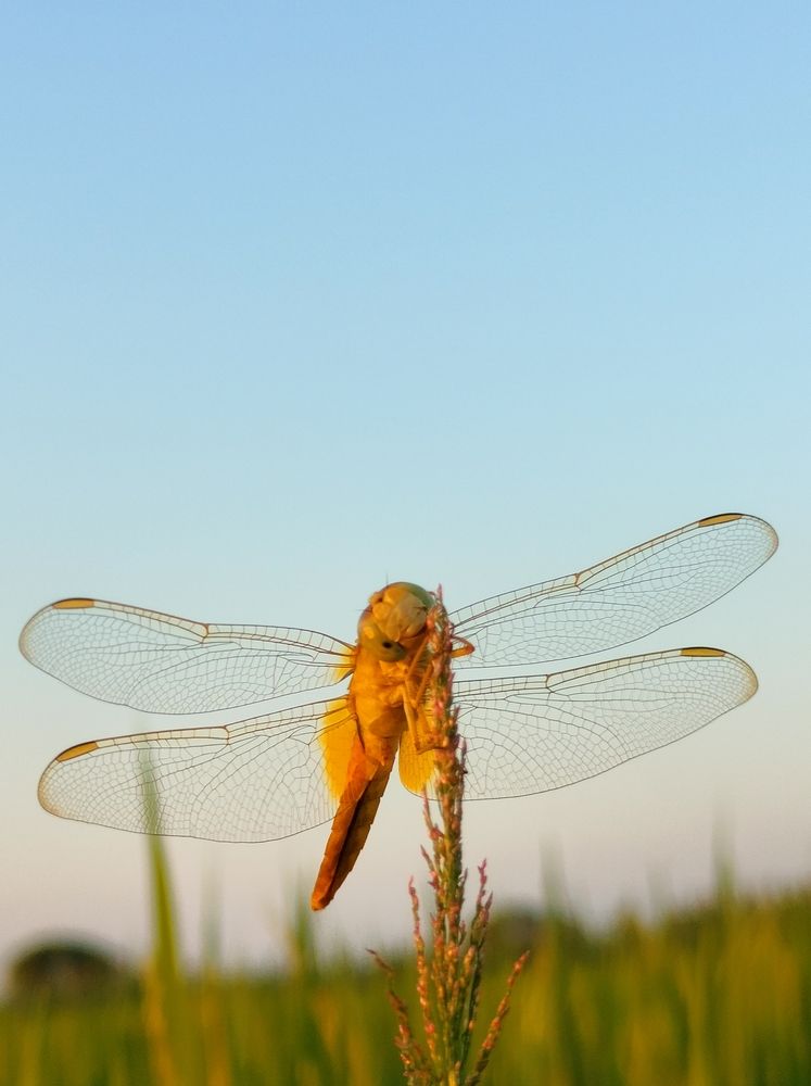 Smilling Dragonfly