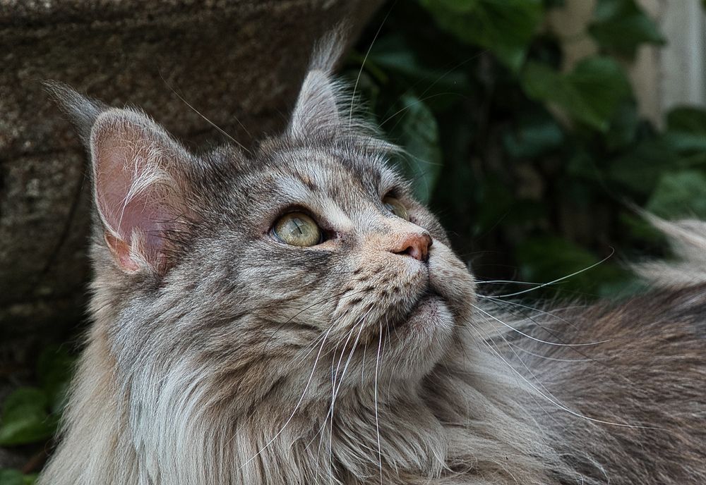 Cat watching birds