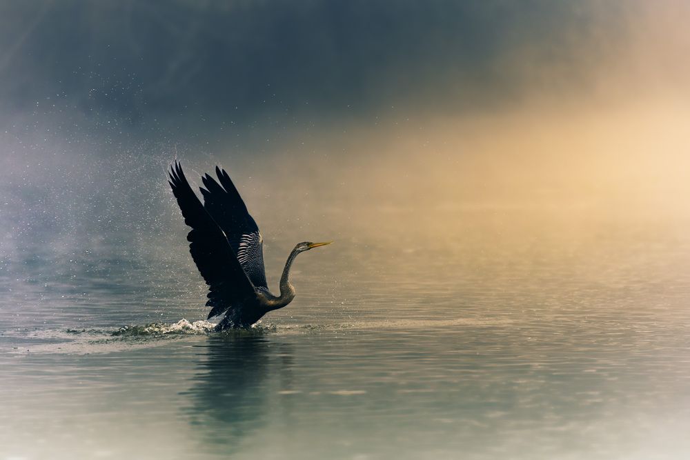 Breaking the Silence of the Mist