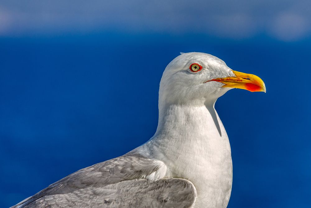 Фотография автора Vasileios Karapanagiotidis