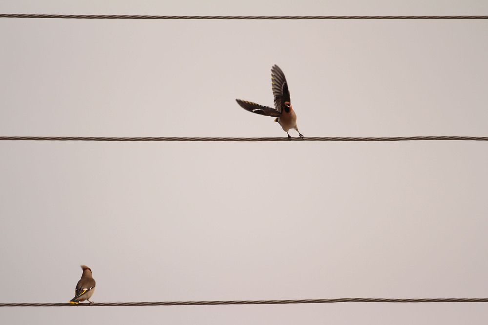 Фотография автора Полина Ишкина