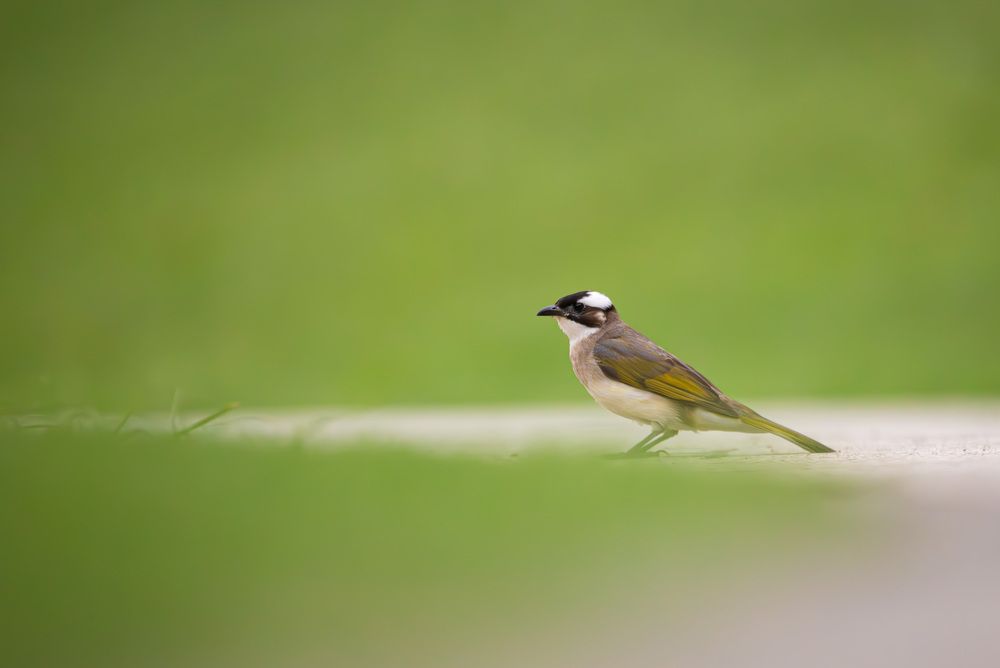 Photograph by Alexei Kriptozoy
