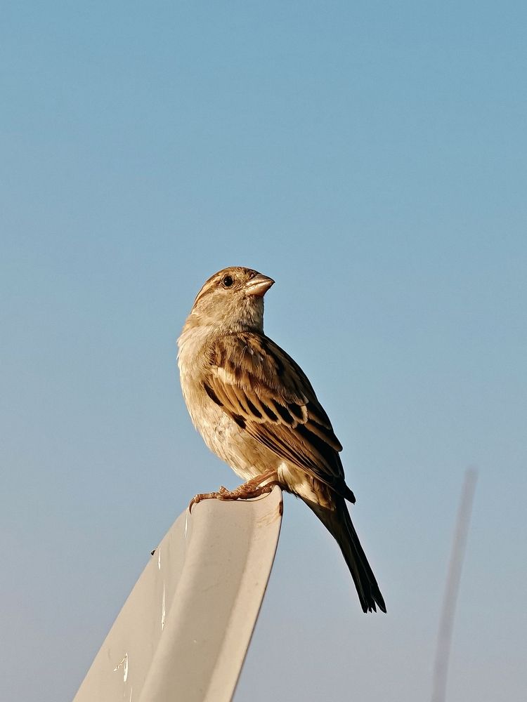 A Sparrow