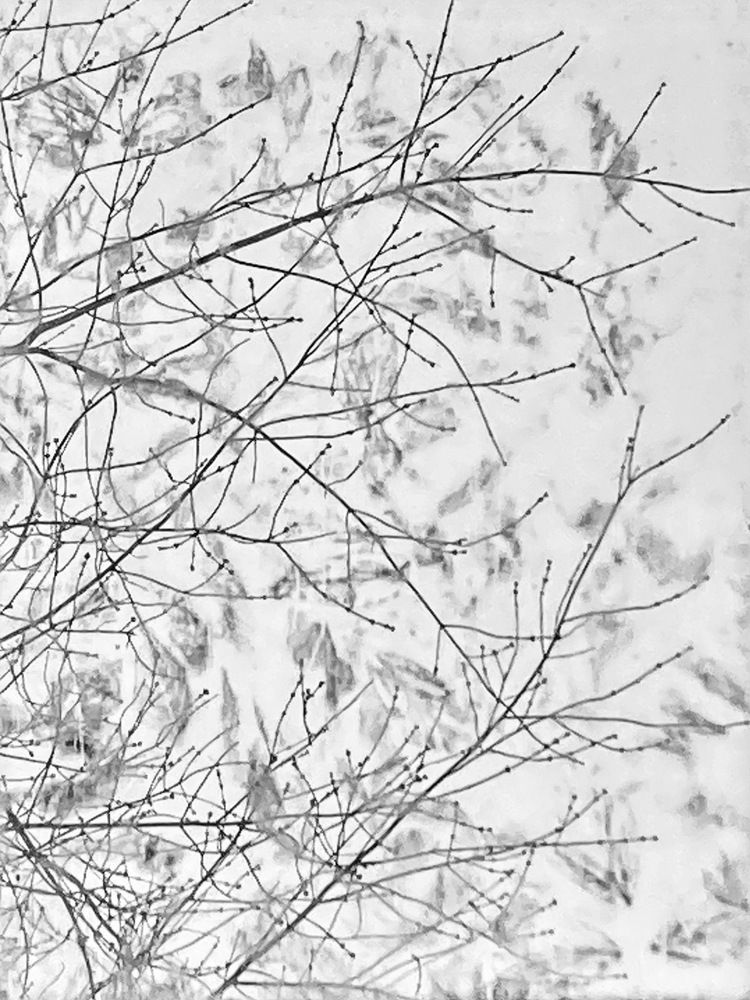 Shadows of the leaves gone