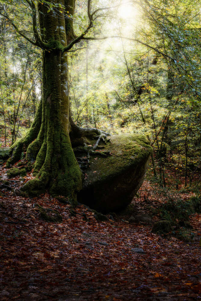 l\'arbre au rocher