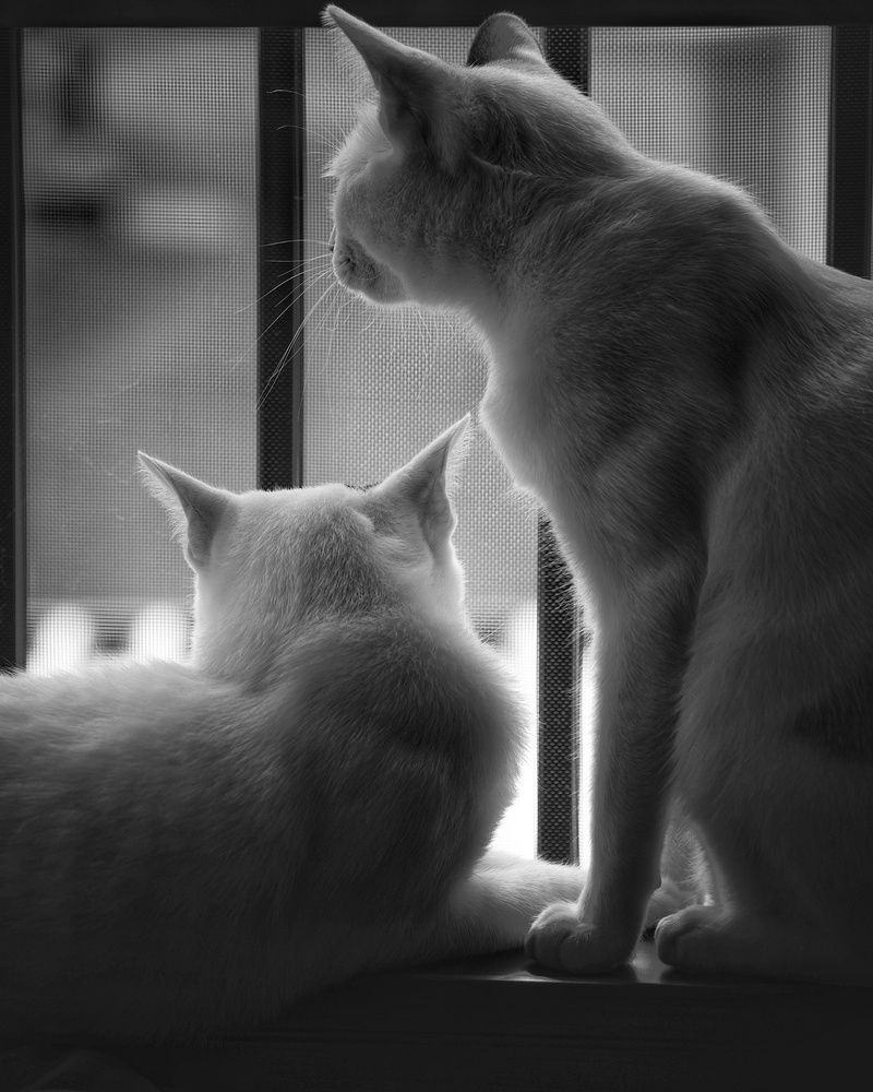 Window Watching