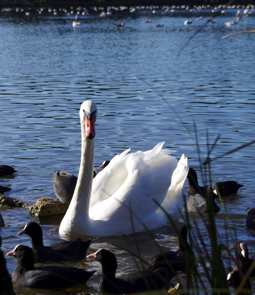 Фотография автора Галина Швыркова