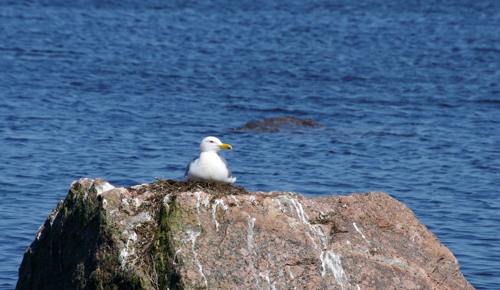 Фотография автора Галина Швыркова