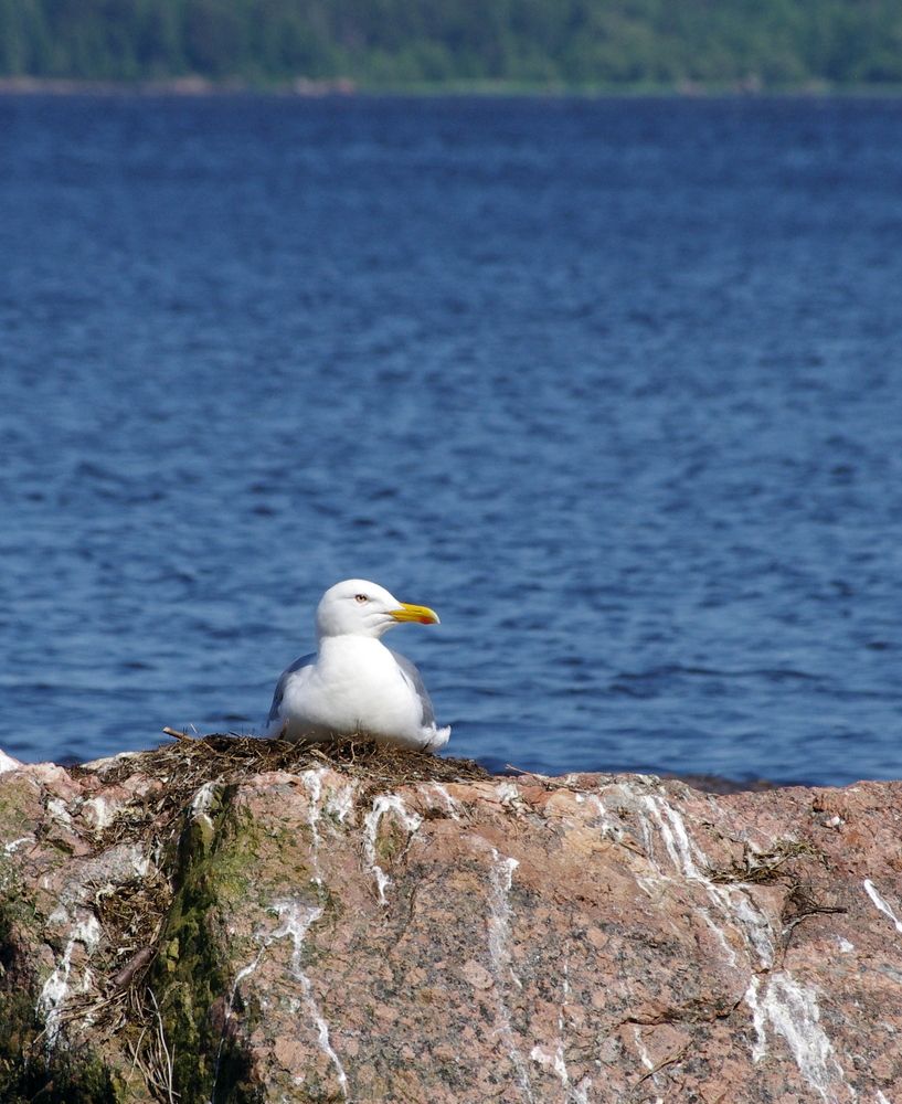 Фотография автора Галина Швыркова