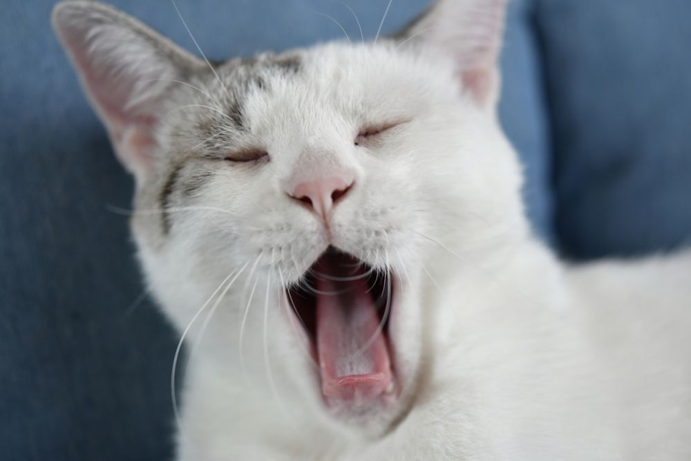 Big Yawn