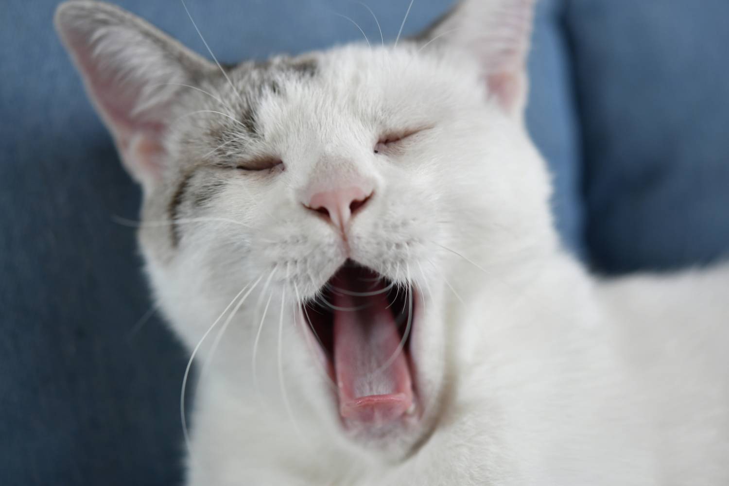 Big Yawn