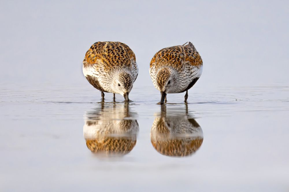 Photograph by Елена Бобаченко