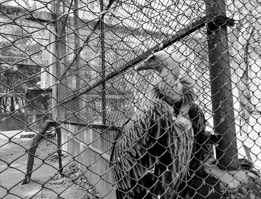 Silent Monarch Behind the Mesh