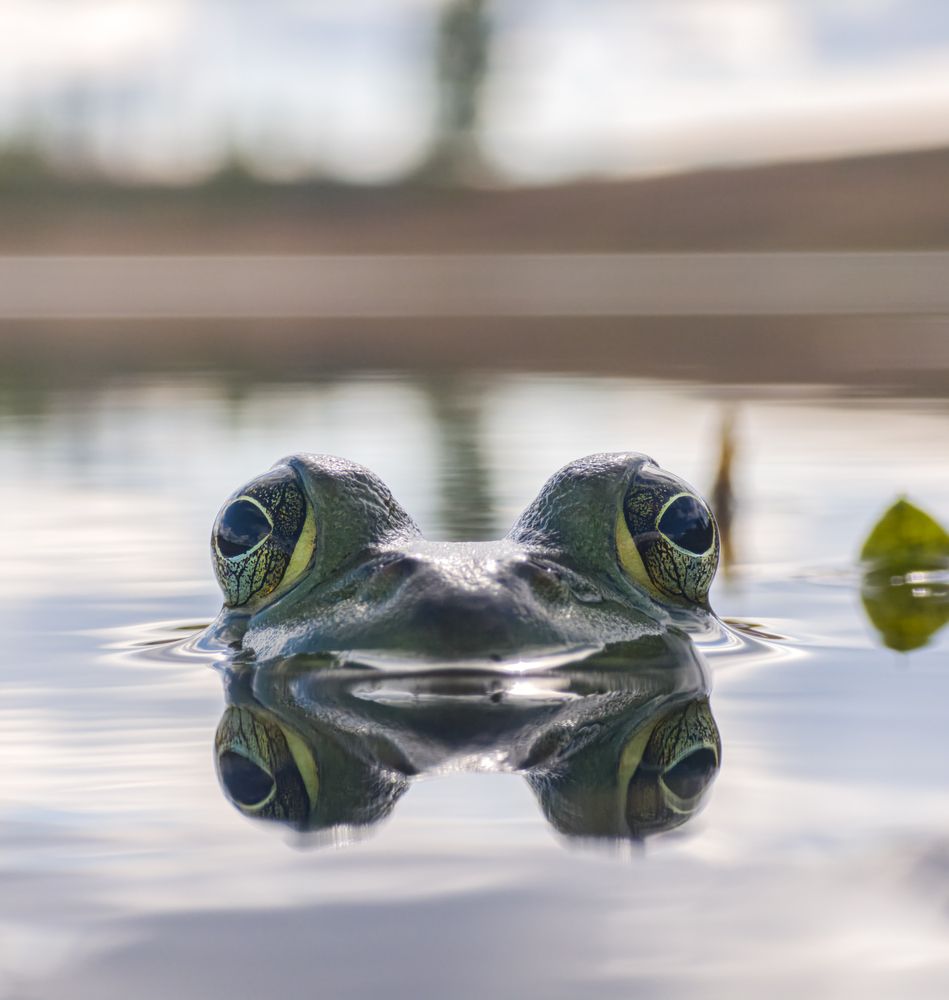 Eyes Above the Stillness