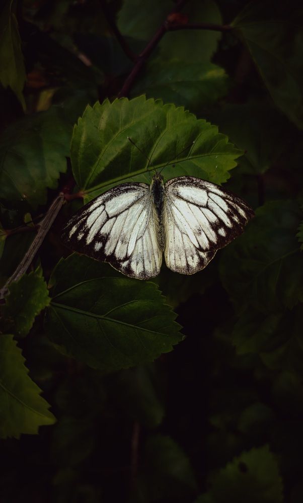 Photo #12932686