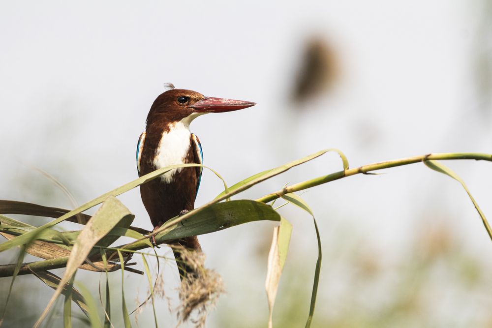 Photograph by RUPAM DAS
