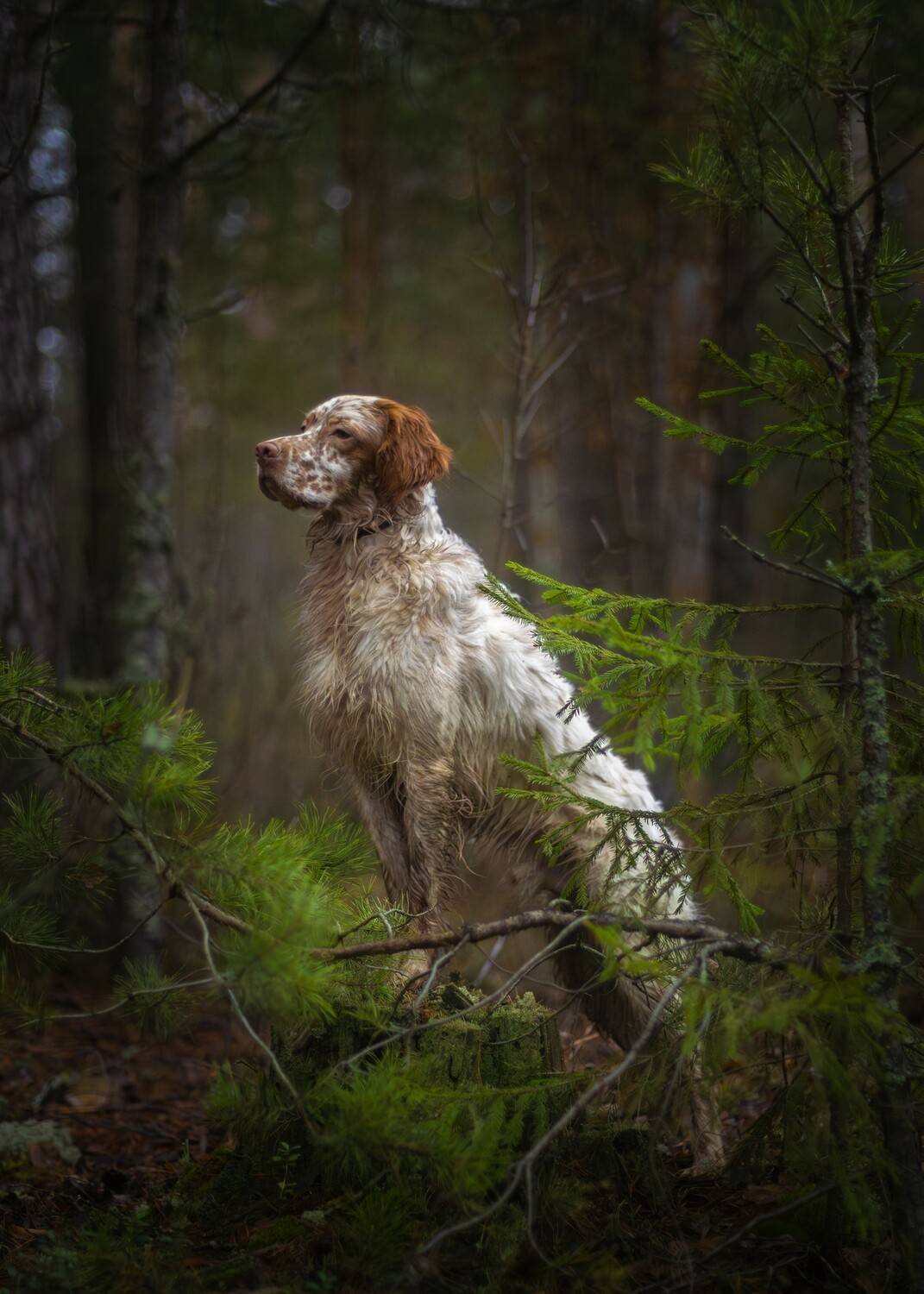 On the hunting trail