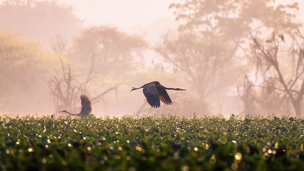Photograph by Abhishek Pradhan